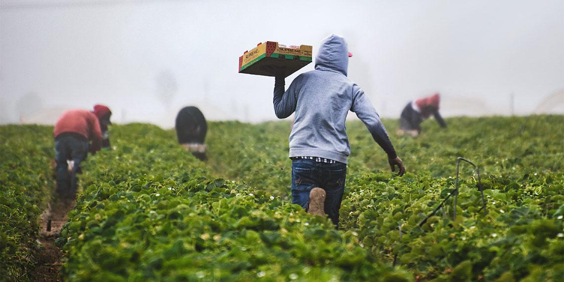 Migrant workers in the fields