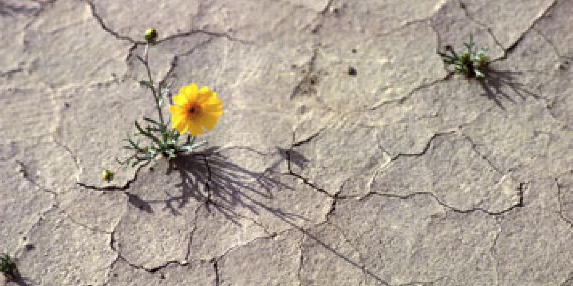 Flower in the desert