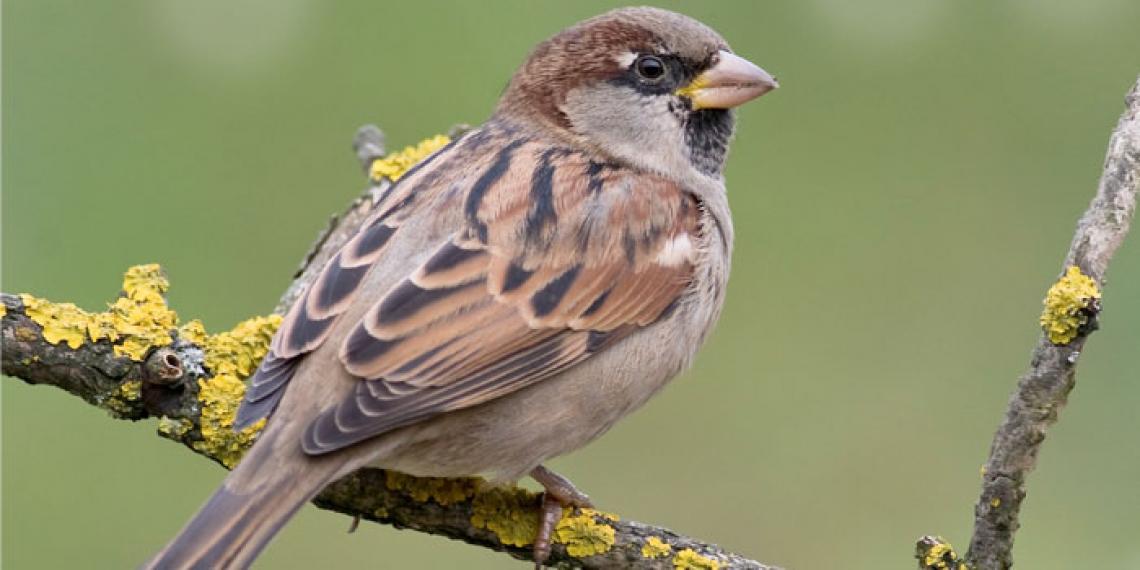a sparrow sitting on a tree