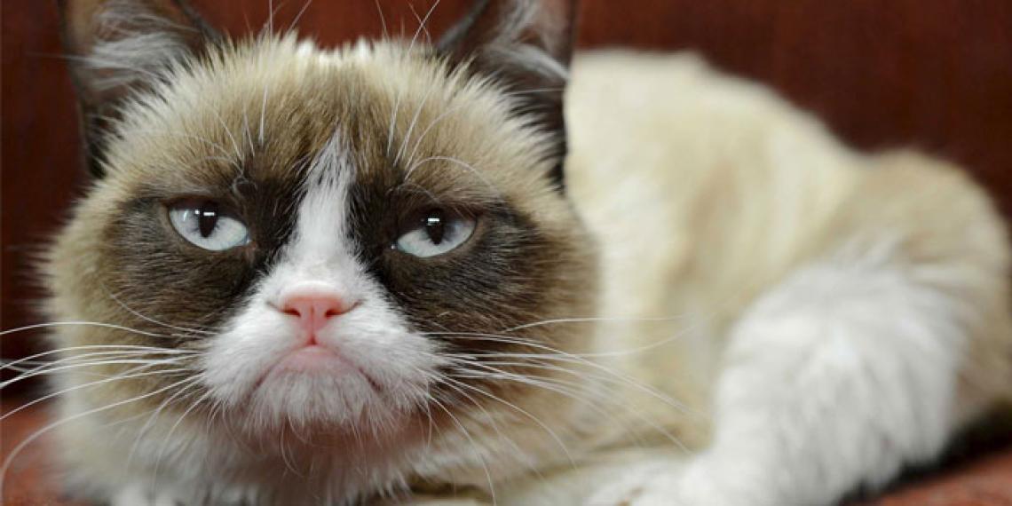 Grumpy cat image