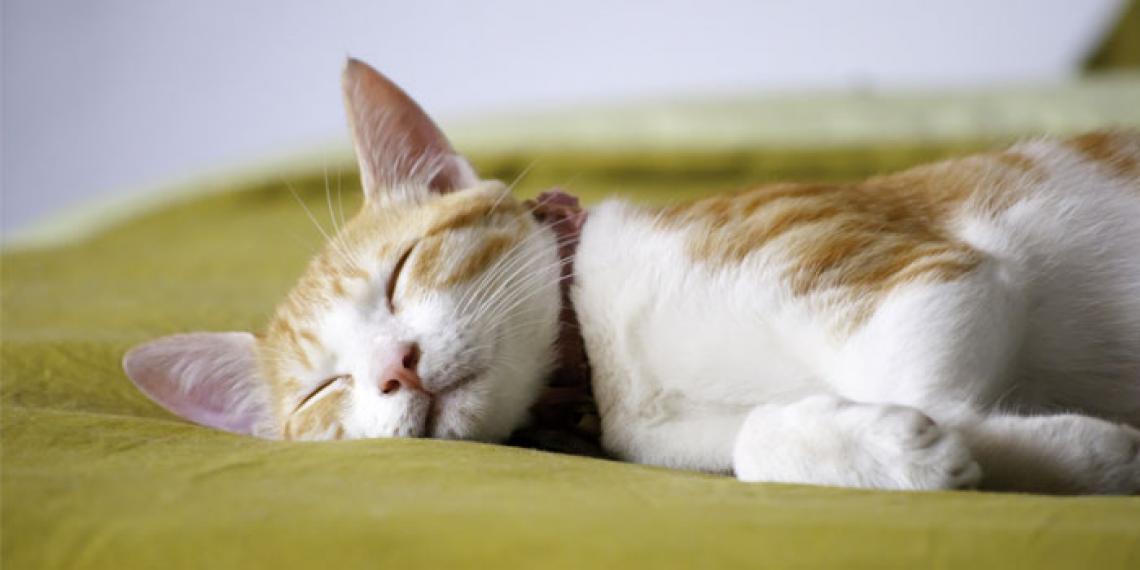 a cat asleep on a cushion